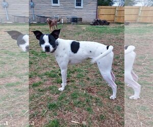 Rat Terrier-Unknown Mix Dogs for adoption in Columbus, IN, USA