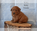 Puppy Katie French Bulldog