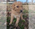 Small #6 Aussiedoodle Miniature 
