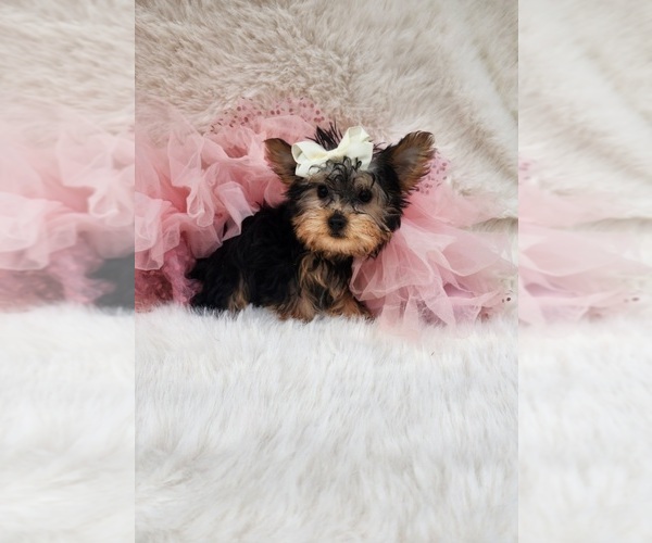 Medium Photo #5 Morkie Puppy For Sale in INDIANAPOLIS, IN, USA