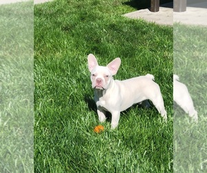 French Bulldog Puppy for sale in DUBLIN, CA, USA