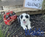 Small Photo #4 Sheepadoodle Puppy For Sale in INDIAHOMA, OK, USA