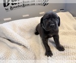 Small Photo #25 Great Dane Puppy For Sale in OLATHE, CO, USA