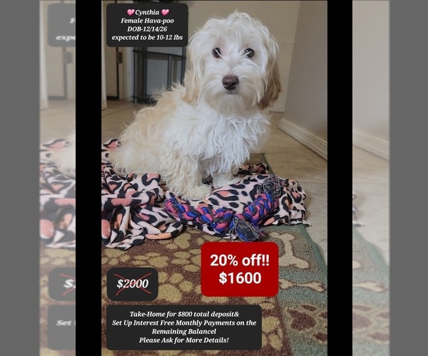 Medium Photo #1 Havapoo Puppy For Sale in TUCSON, AZ, USA