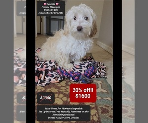 Havapoo Puppy for sale in TUCSON, AZ, USA