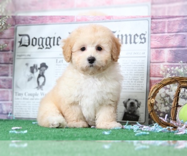 Medium Photo #2 Maltipoo Puppy For Sale in BEL AIR, MD, USA