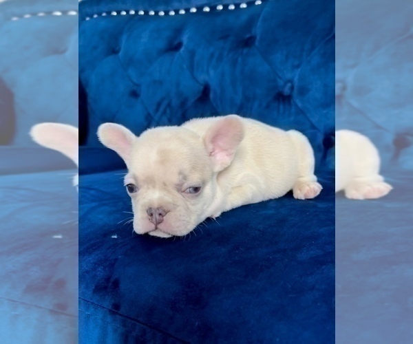 Medium Photo #8 French Bulldog Puppy For Sale in EMPIRE STATE, NY, USA