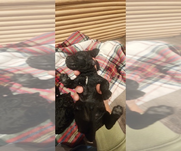 Medium Photo #1 Goldendoodle Puppy For Sale in GARLAND, TX, USA