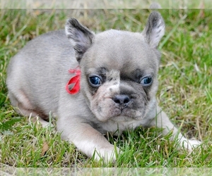 French Bulldog Puppy for sale in BOSTON, MA, USA