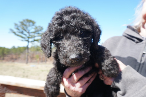 Medium Photo #9 Airedoodle Puppy For Sale in FORT WORTH, TX, USA