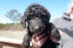 Small Photo #9 Airedoodle Puppy For Sale in FORT WORTH, TX, USA