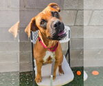 Denali - Female Mutt Dog for Adoption - Small photo