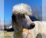 Small #4 Poodle (Standard)
