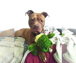 Small American Pit Bull Terrier