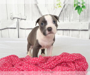 Mutt Dogs for adoption in Oroville, CA, USA