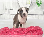 QUEEN LATIFAH - Female Mutt Dog for Adoption - Small photo