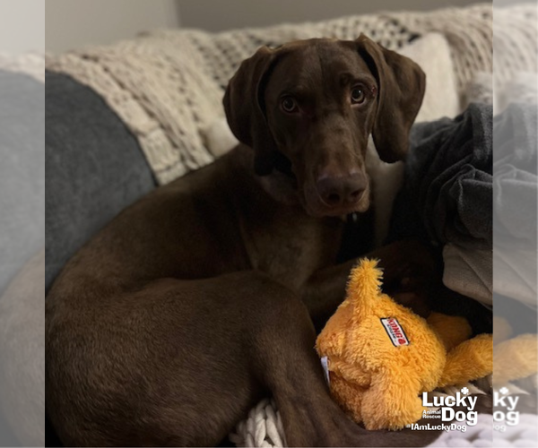 Medium Photo #12 German Shorthaired Pointer-Unknown Mix Puppy For Sale in Washington, DC, USA