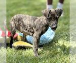 Small #3 Catahoula Leopard Dog Mix