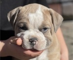 Small Photo #1 Olde English Bulldogge Puppy For Sale in WAYNESVILLE, OH, USA