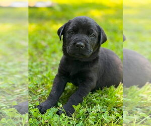 Labrador Retriever-Unknown Mix Dogs for adoption in OKLAHOMA CITY, OK, USA