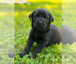 Small Labrador Retriever Mix