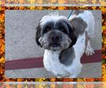 Small Shih Tzu
