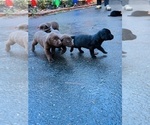 Small Photo #15 Labrador Retriever Puppy For Sale in COLFAX, CA, USA