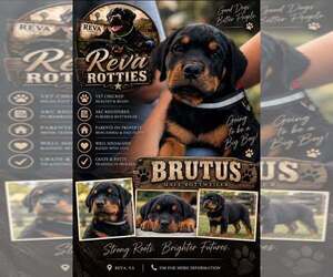 Rottweiler Puppy for sale in CULPEPER, VA, USA