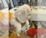 Small #2 Dachshund