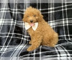 Dayton - Male Goldendoodle (Miniature) Puppy for Sale - Photo #4