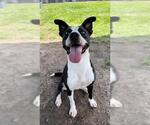 Small #3 Catahoula Leopard Dog Mix