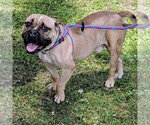 Small #1 Bulldog Mix