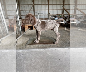 German Shorthaired Pointer Puppy for sale in WARSAW, NC, USA