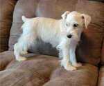 Small Photo #7 Schnauzer (Miniature) Puppy For Sale in FRUITVALE, TX, USA