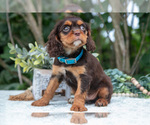 Small Photo #35 Cavalier King Charles Spaniel Puppy For Sale in SALEM, IN, USA