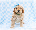 Puppy Buddy Cavapoo mix (+ Poodle Miniature)
