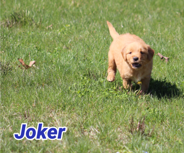 Medium Photo #2 Golden Retriever Puppy For Sale in MIDDLEBURG, PA, USA