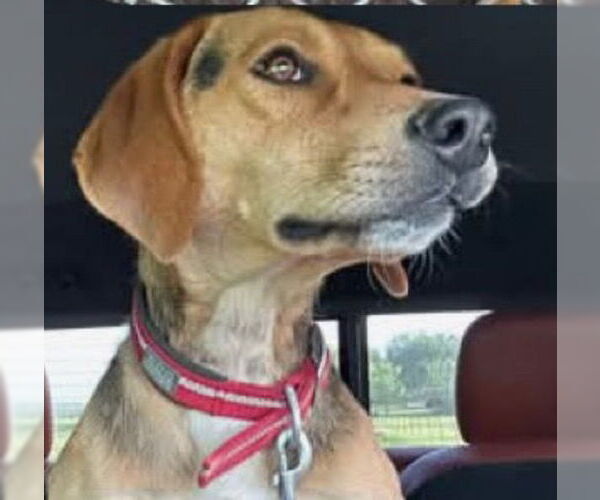 Medium Photo #4 Coonhound-Unknown Mix Puppy For Sale in Claremore, OK, USA