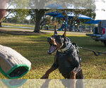 Small #17 Doberman Pinscher