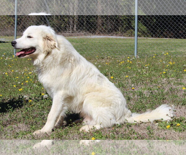 Medium Photo #3 Great Pyrenees Puppy For Sale in Prattville, AL, USA