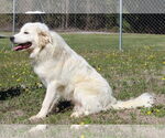 Small #2 Great Pyrenees