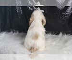 Small #5 Cocker Spaniel