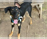Small Doberman Pinscher