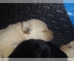 Small Photo #3 Labrador Retriever Puppy For Sale in ATHOL, MA, USA