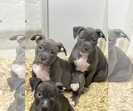 Small Photo #3 American Bully Puppy For Sale in NAUGATUCK, CT, USA