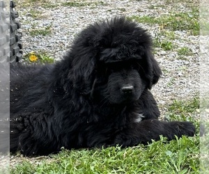 Newfoundland Puppy for Sale in RENSSELAER, Indiana USA