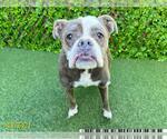 Small Bulldog