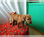 Small Photo #3 Labrador Retriever-Poodle (Toy) Mix Puppy For Sale in PATERSON, NJ, USA