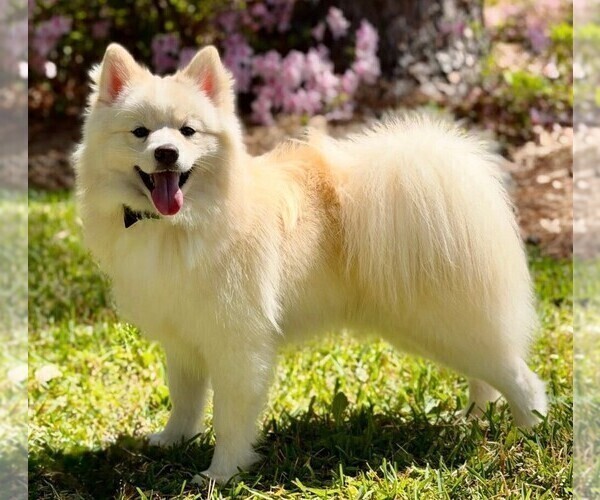 Medium Photo #1 Pomsky Puppy For Sale in FRISCO, TX, USA