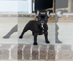 Small French Bulldog